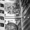 Elektrická konvekčno-parná pec Omega 7 GN 1/1, dotykový panel, 10,8 kW, 400 V | PROFICHEF PCO211007